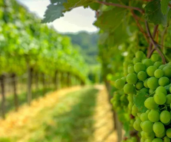 Panoramablick ゲストハウス 3*